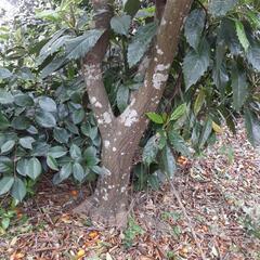 キンカンの木　ガーデニング　造園　植木　植物