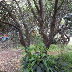 キンカンの木　ガーデニング　造園　植木　植物