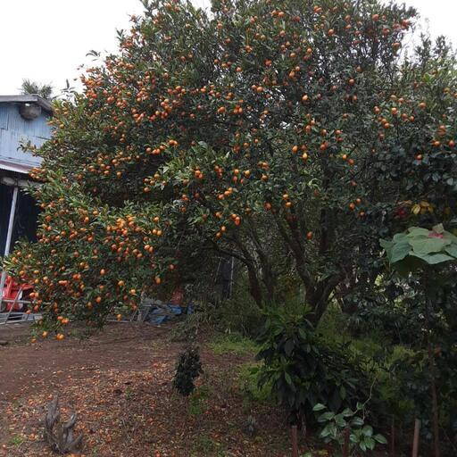 キンカンの木　ガーデニング　造園　植木　植物