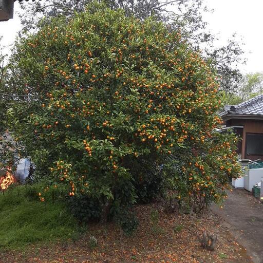 キンカンの木 ガーデニング 造園 植木 植物 キンカン（金柑） | 樹木 