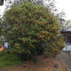 キンカンの木　ガーデニング　造園　植木　植物
