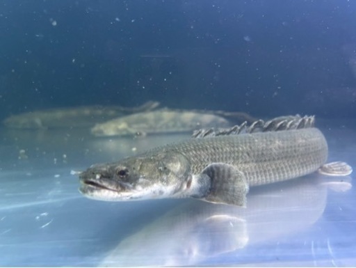 古代魚 ポリプテルスビキールビキール