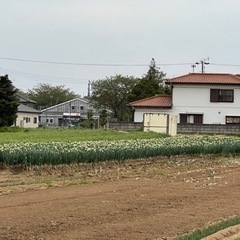 葱坊主入りネギ