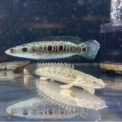 古代魚 ポリプテルス   アンソルギー×ラプラディ