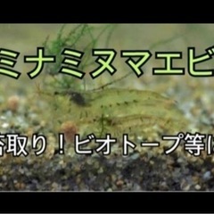 ミナミヌマエビ　引き取り限定