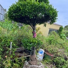 琉球黒檀　リュウキュウコクタン　クルチ　盆栽