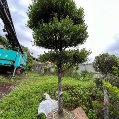 琉球黒檀　リュウキュウコクタン　クルチ　盆栽