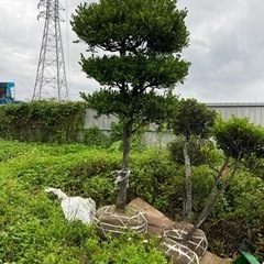 琉球黒檀　リュウキュウコクタン　クルチ　盆栽