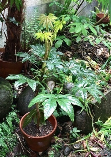 ヤツデの植木