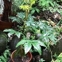 ヤツデの植木