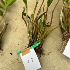 2-2洋ラン　キンギアナム白花株分け