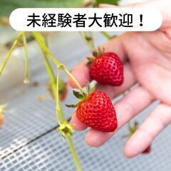 香川県木田郡三木町でいちごの出荷作業のお仕事！【単発/短期…