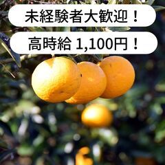 【時給 1,100円】土佐文旦文旦の人工授粉作業等のお仕事...