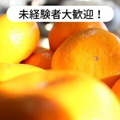 【日払い】愛媛県八幡浜市で河内晩柑の収穫作業等のお仕事！【…