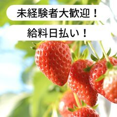 【日払い】愛媛県北宇和郡鬼北町でいちごの収穫作業等のお仕事！【単...