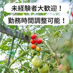 ミニトマトの収穫作業等のお仕事！【単発/短期求人】