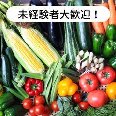 徳島県名西郡石井町藍畑でにんじん、大根、キャベツ、白菜の収...
