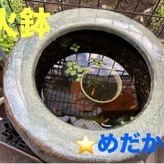 ⭐️希少火鉢‼️金魚、めだかの飼育に‼️昔懐かしい火鉢です。今で...