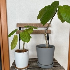 ウンベラータ　鉢植え2個　生活雑貨 家庭用品 ガーデニング