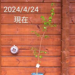 養生中-白樺の鉢植え　No.24　112cm