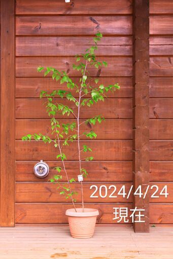 白樺の鉢植え　No.26　160cm　2本立ち