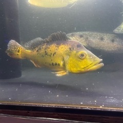 キクラ・ケルベリー・キクラピクティ・キクラモノクルス　3匹セット