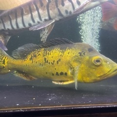 キクラ・ケルベリー・キクラピクティ・キクラモノクルス　3匹セット