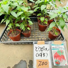 農家の野菜苗　とうがらし（鷹の爪／万願寺／甘長）