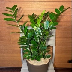 観葉植物 ザミオクルカス ザミフォーリア