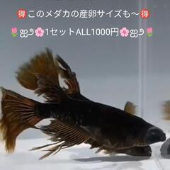 🌷極上ブラックジュエリー🌷メダカフェス関東🐟ALL1000円🉐5...