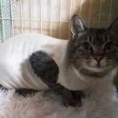 交通事故にあいながらも必死に生きていた猫さんに安心できるお…