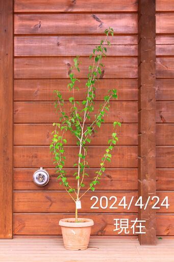 【完売】白樺の鉢植え　No.35　162cm