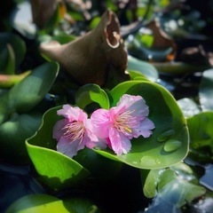 お茶友募集🌈