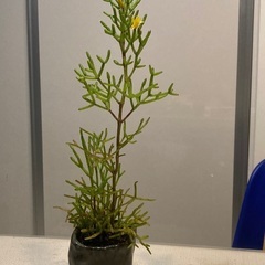 多肉植物　黄色い花が咲き始めています。