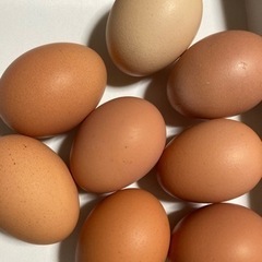 有精卵 平飼い卵 6個 1パック【岡崎おうはん】