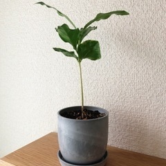 観葉植物　コーヒーの木(25)　21cm　おしゃれな2号の鉢と受...