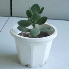 金のなる木（フチベニベンケイ）鉢植え