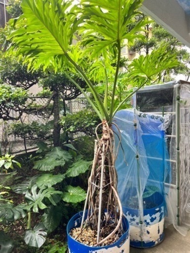 [観葉植物]フィロデンドロン　\nセローム