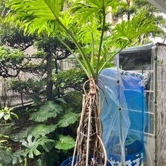 [観葉植物]セローム