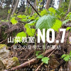 山菜料理教室No.7！最高の東北の旬の美味しい山菜たちを味わう！...