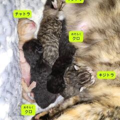 2024/年4月24日産まれの子猫の里親募集 - 勝田郡