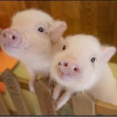 🐷マイクロブタカフェ🐽ミニブタカフェmipig cafe(マイピ...