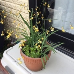 (決まりました)植物4点セット　植木鉢つき　　　ガーデニング