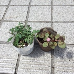 植物　エリゲロン、ポリゴナム(ヒメツルソバ)ミニ苗2点セット　ガ...