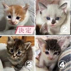 もうすぐ1か月のかわいい４兄弟😍💫