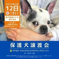 5月度 保護犬譲渡会 in YS警備