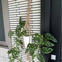 観葉植物　モンステラ　フリードリヒスターリー　『マドカズラ』