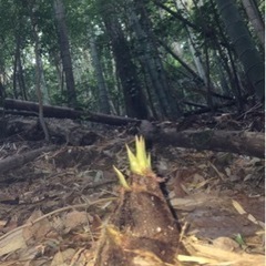 竹の子　朝掘り　丹波篠山産　ぬか付き