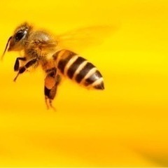 ハチ退治