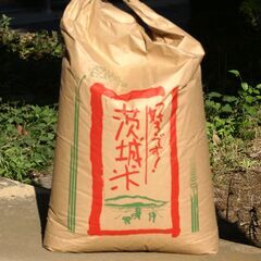 令和5年産 コシヒカリ 玄米 30kg